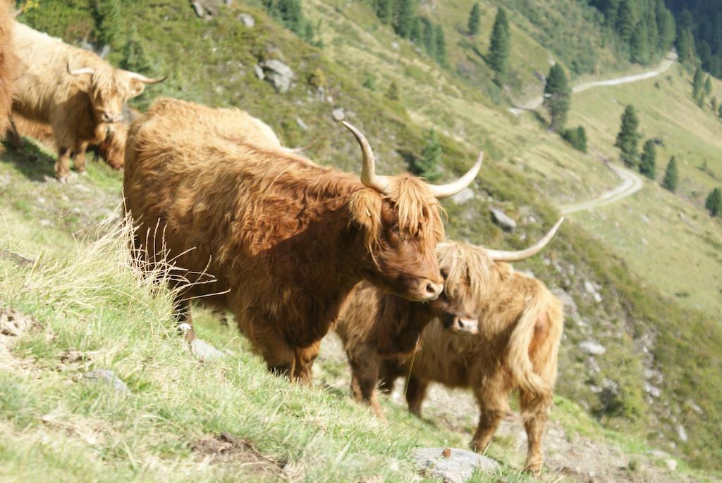 Kraftquelle Herrnmuhle Bramberg am Wildkogel Eksteriør billede